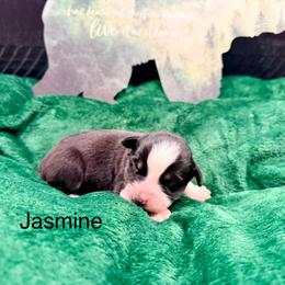 Jasmine - Black tri-color female Australian Shepherd puppy in Vernal, Utah from Dancing M Kennels