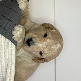 Goldendoodles from Sookie's Doodles