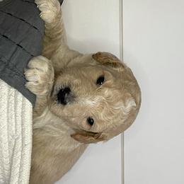 Goldendoodles from Sookie's Doodles