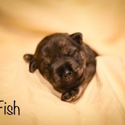 Girl 3 - Standard Schnauzer puppy in Monroe, New York from Arbor Standard Schnauzers