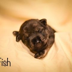 Girl 3 - Standard Schnauzer puppy in Monroe, New York from Arbor Standard Schnauzers