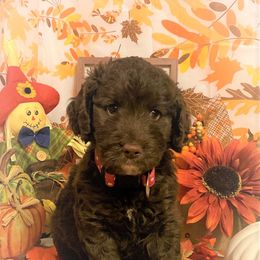 Goldendoodle Puppies from Goodyear golden doodles