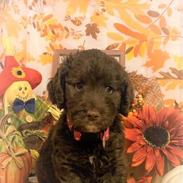 Goldendoodle Puppies from Goodyear golden doodles