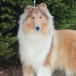 Collies from Caublestone Collies
