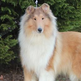 Collies from Caublestone Collies