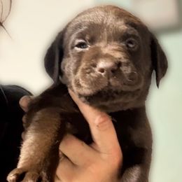 Phillip - Chocolate male Labrador Retriever puppy in Baldwin City, Kansas from Hedge Lane Labradors