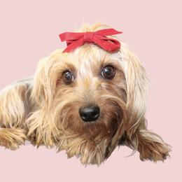 Lizzie - Yorkshire Terrier