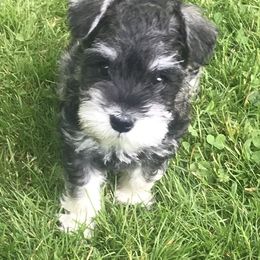 Miniature Schnauzer Puppies from Divine Miniature Schnauzers