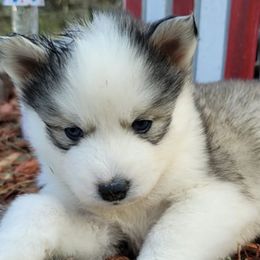 Pomskies from Tender Care Kennels