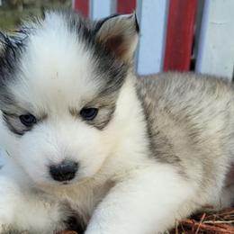 Pomskies from Tender Care Kennels
