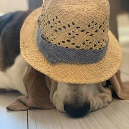 Basset Hound All Grown Up from Terri Asher