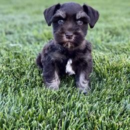 Miniature Schnauzer Puppies from Silver Sage Schnauzers