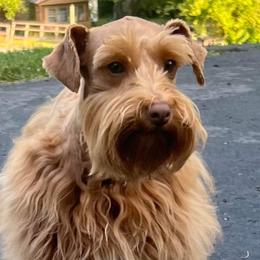 Crimson - Miniature Schnauzer
