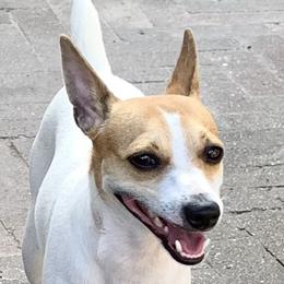 Jardani  - Toy Fox Terrier