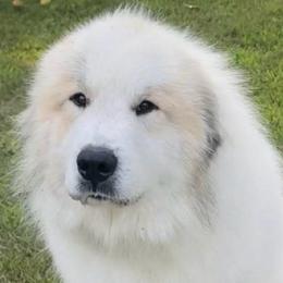 Sheamus - Great Pyrenees