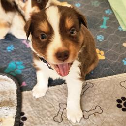 Purple - Red tri-color male Australian Shepherd puppy in Camp Verde, Arizona from Diamond Pines Farm