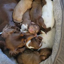 Dachshund Puppies from Shaffers low riding weiners