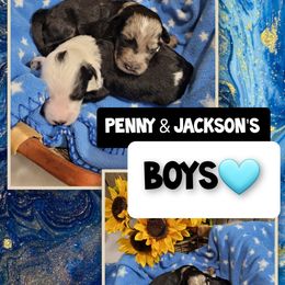 "2 male's available " Sheepadoodle Puppies from DNLS Doodle Puppies