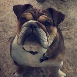 Bajie - Bulldog
