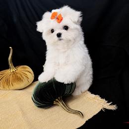 Luca - White male Maltese puppy in Mercer, Pennsylvania from Stone Ridge Maltese