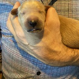 Goldendoodle Puppies from Cottage Companion Doodles