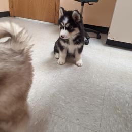 Siberian Husky Puppies from Wyant Farms