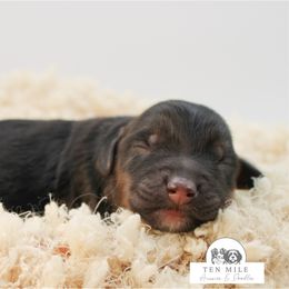 Fudge - Black tri-color male Aussiedoodle puppy in Foxworth, Mississippi from Ten Mile Aussies