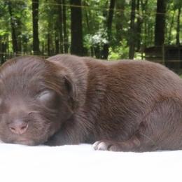 Nani - Red tri-color female Australian Shepherd puppy in Macon, Georgia from Shaina’s Shepherds
