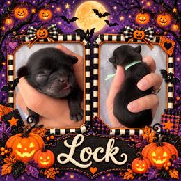 Lock - Liver female Shih Tzu puppy in Connersville, Indiana from Sugar and Spice Shihtzus