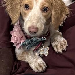 Rae-rae - Dachshund