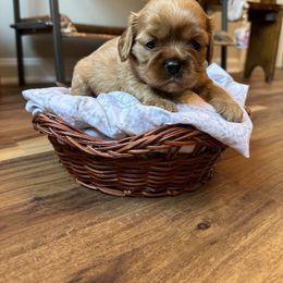 Cavalier King Charles Spaniel and Cavapoo Puppies from Cavaliers of Windsor