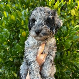 ICON - Merle male Goldendoodle puppy in Atascadero, California from Daring to Dream Doodles