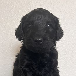 Schnoodle Puppies from Gooch Canines (Giant Schnoodles)
