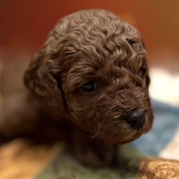 Banjo - Red  male Poodle puppy in Florida from Rouge Poodles