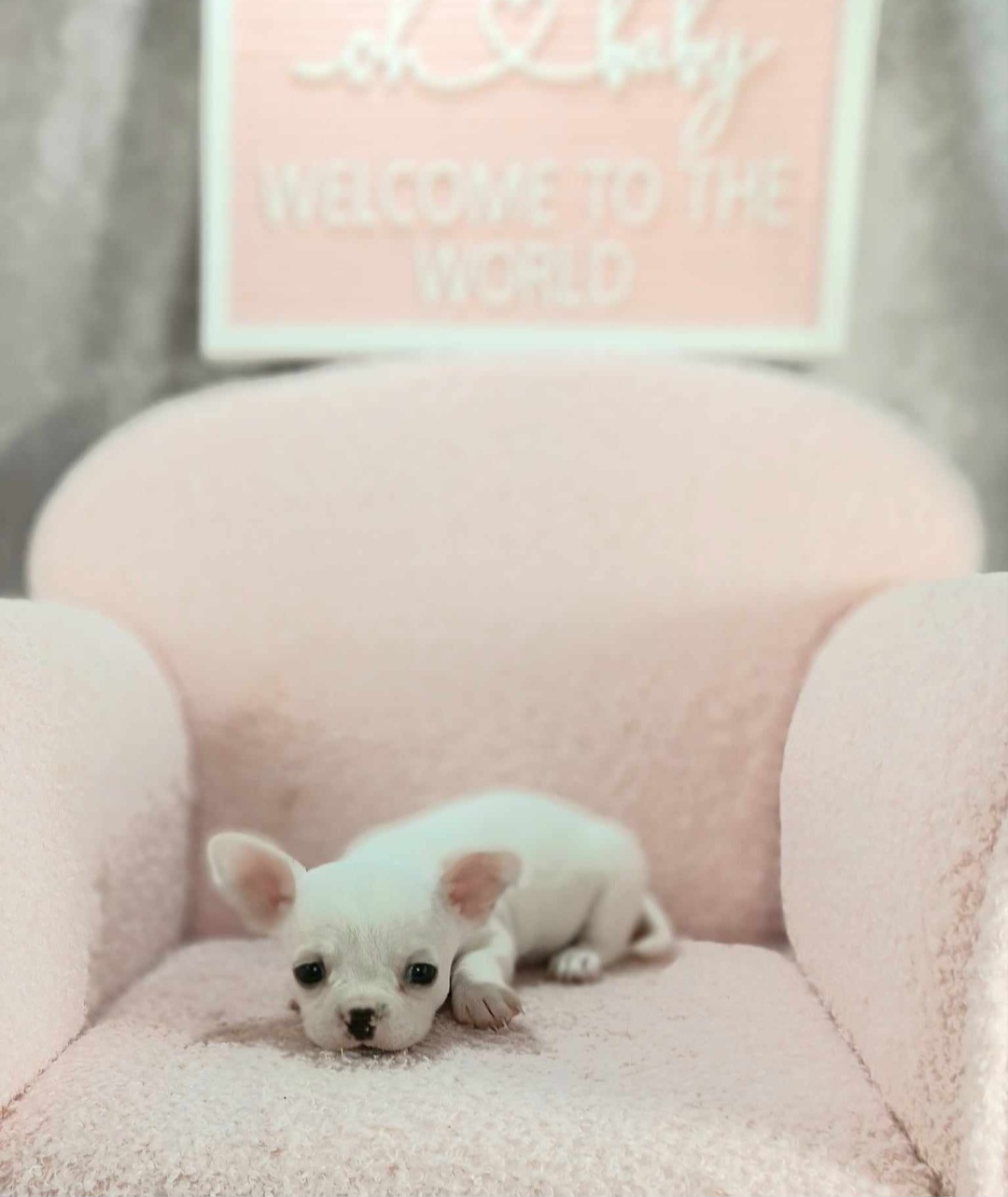 Girl 1 - White Chihuahua puppy in Redding, California from Akc ivy league chihuahua .  Com