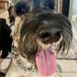 Giant Schnauzer puppies from Schnauzer Paw Homestead