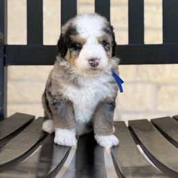 MORGAN - Merle male Bernedoodle puppy in Corpus Christi, Texas from The Henke Doodles