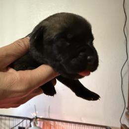 Girl 5 - Fawn female Cane Corso puppy in Sandia, Texas from OneTime Cane Corso