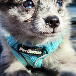 Pomeranian Puppies from Ramos' Pommies