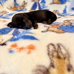 Aphrodite - Wild boar female Dachshund puppy in Nampa, Idaho from 208 Wiener Wiggle Butts LLC