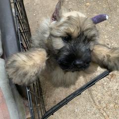 Bouvier des Flandres Puppies from Abken Bouviers