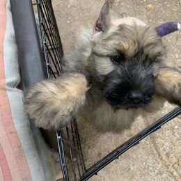 Bouvier des Flandres Puppies from Abken Bouviers