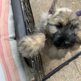 Bouvier des Flandres Puppies from Abken Bouviers