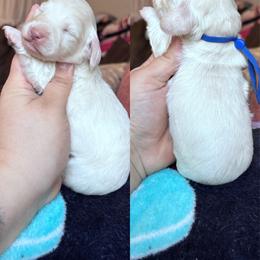 Si - Cream male Dachshund puppy in Hornbeck, Louisiana from A&Z Mini Dachshunds