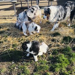 Miniature American Shepherd Puppies from Meadow Run Mini American Shepherds