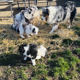 Miniature American Shepherd Puppies from Meadow Run Mini American Shepherds