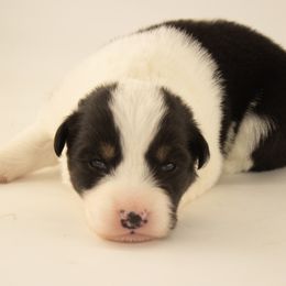 Sugar Cookie - Black tri-color male Australian Shepherd puppy in Placerville, California from BFF Aussies