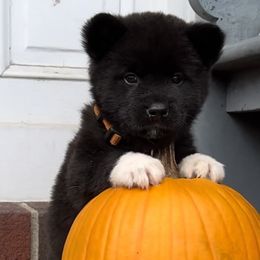 Boy 2 - Akita puppy in Coopersburg, Pennsylvania from Main Street Akitas