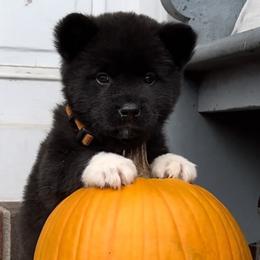 Boy 2 - Akita puppy in Coopersburg, Pennsylvania from Main Street Akitas