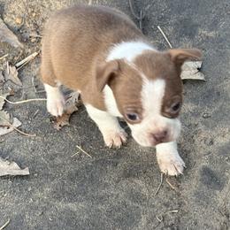 Red female - Red female Boston Terrier puppy in Mc Donough, Georgia from Ballard Boston Terriers